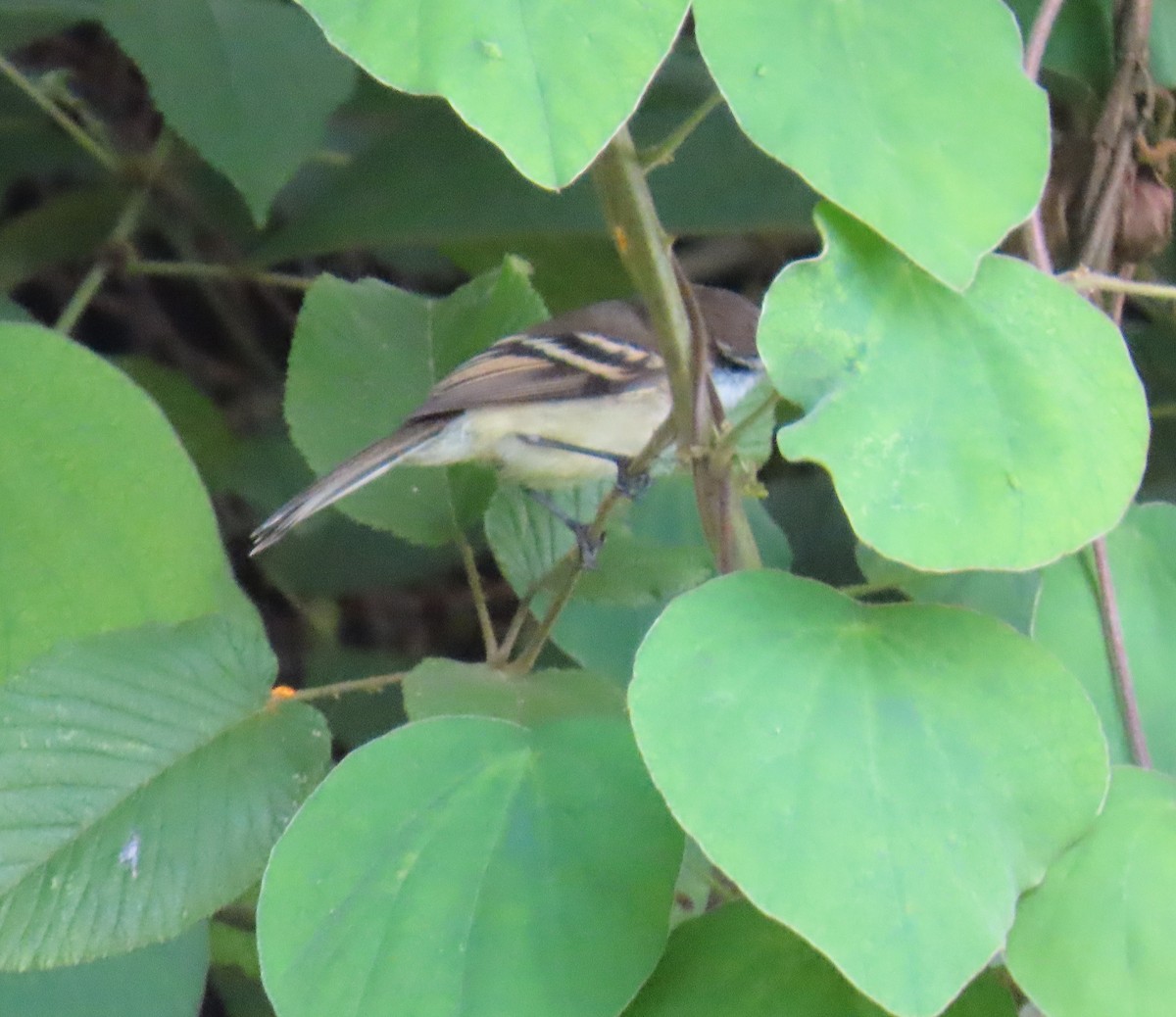 フタスジタイランチョウ - ML644387385