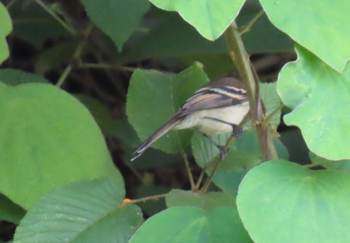 フタスジタイランチョウ - ML644387386