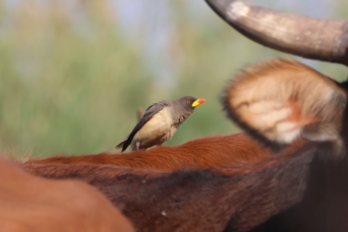 Yellow-billed Oxpecker - ML644387387