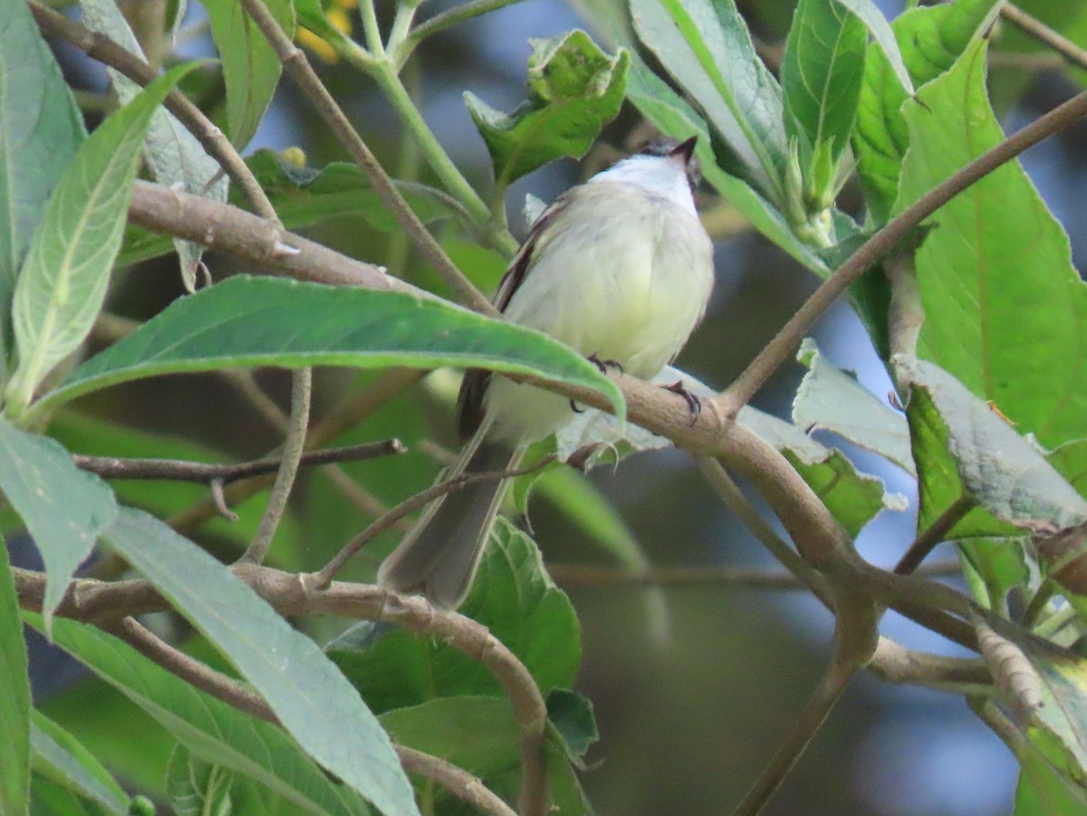 フタスジタイランチョウ - ML644387388