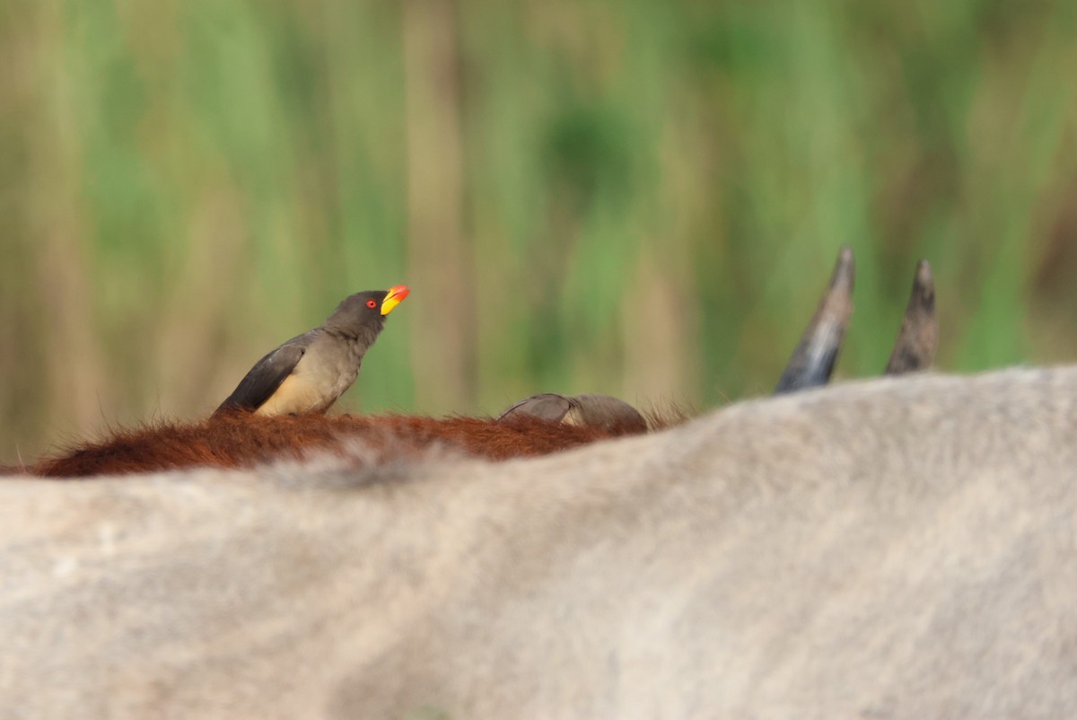 Yellow-billed Oxpecker - ML644387391