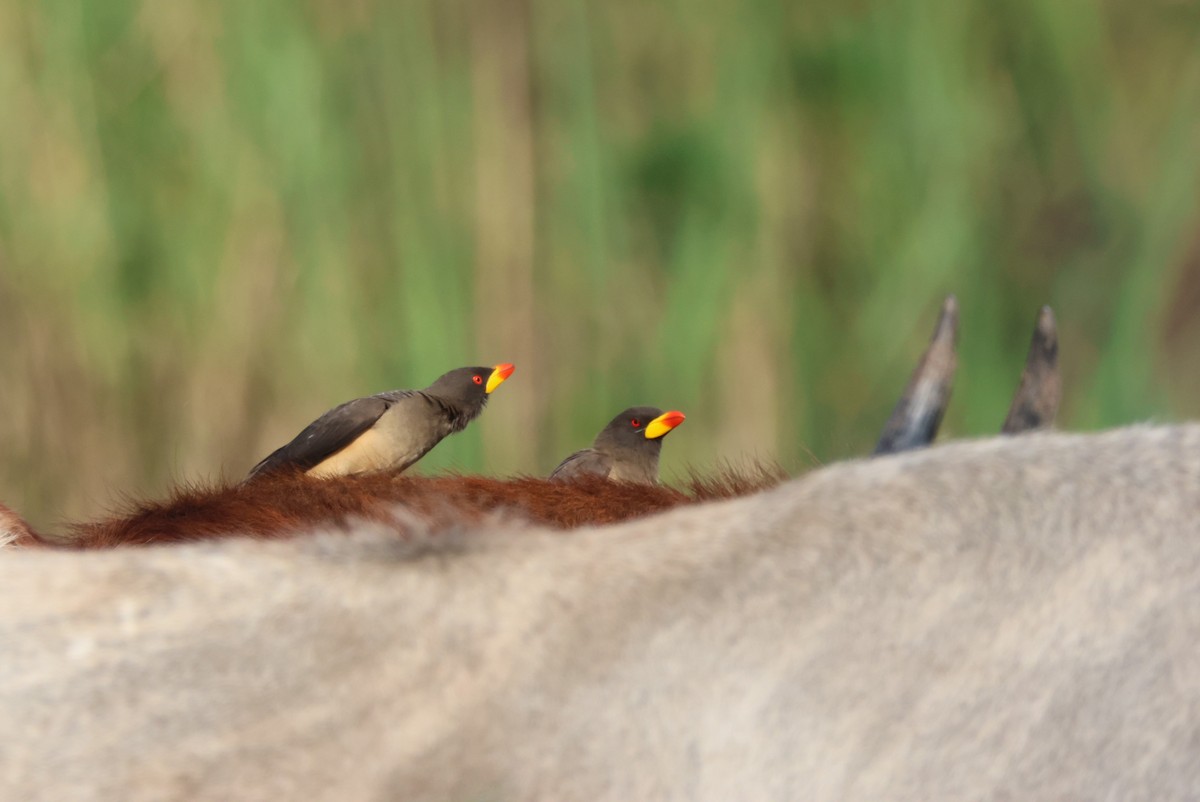 Yellow-billed Oxpecker - ML644387392