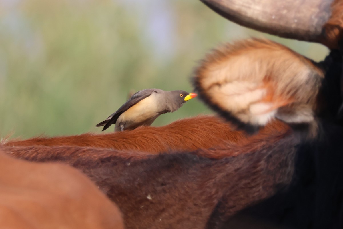 Yellow-billed Oxpecker - ML644387393