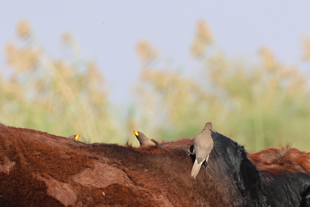 Yellow-billed Oxpecker - ML644387395