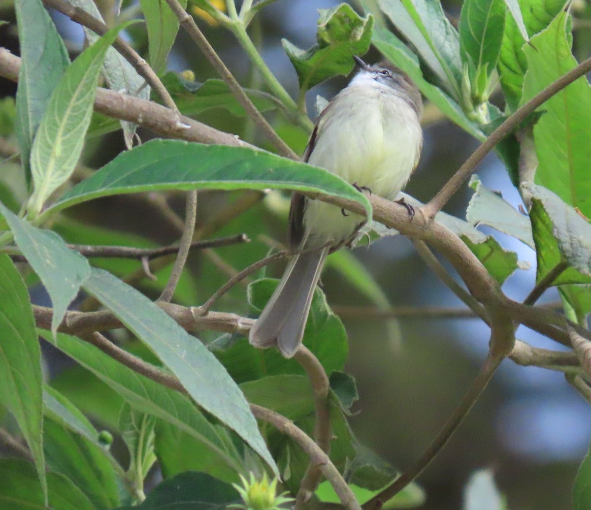 フタスジタイランチョウ - ML644387396