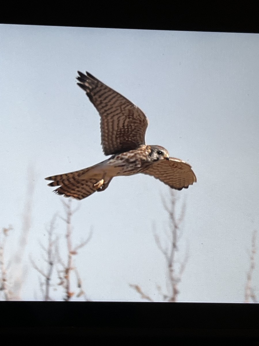 American Kestrel - ML644387405