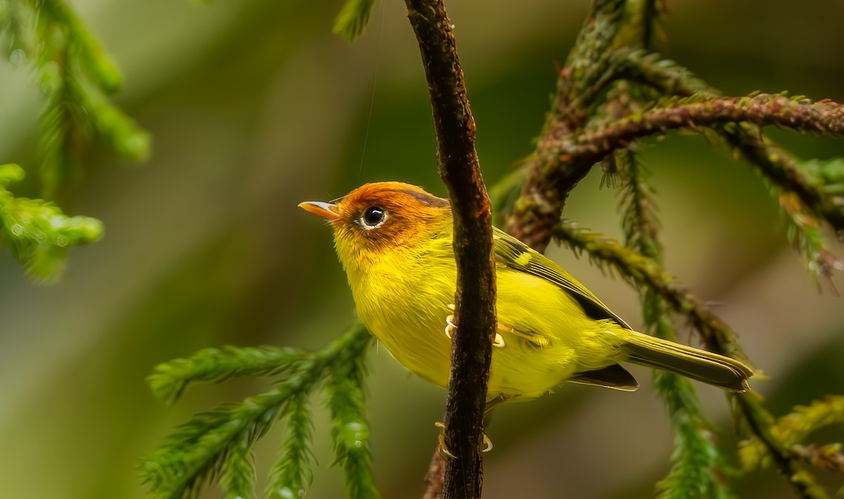 Скриточуб жовтогрудий - ML644387412