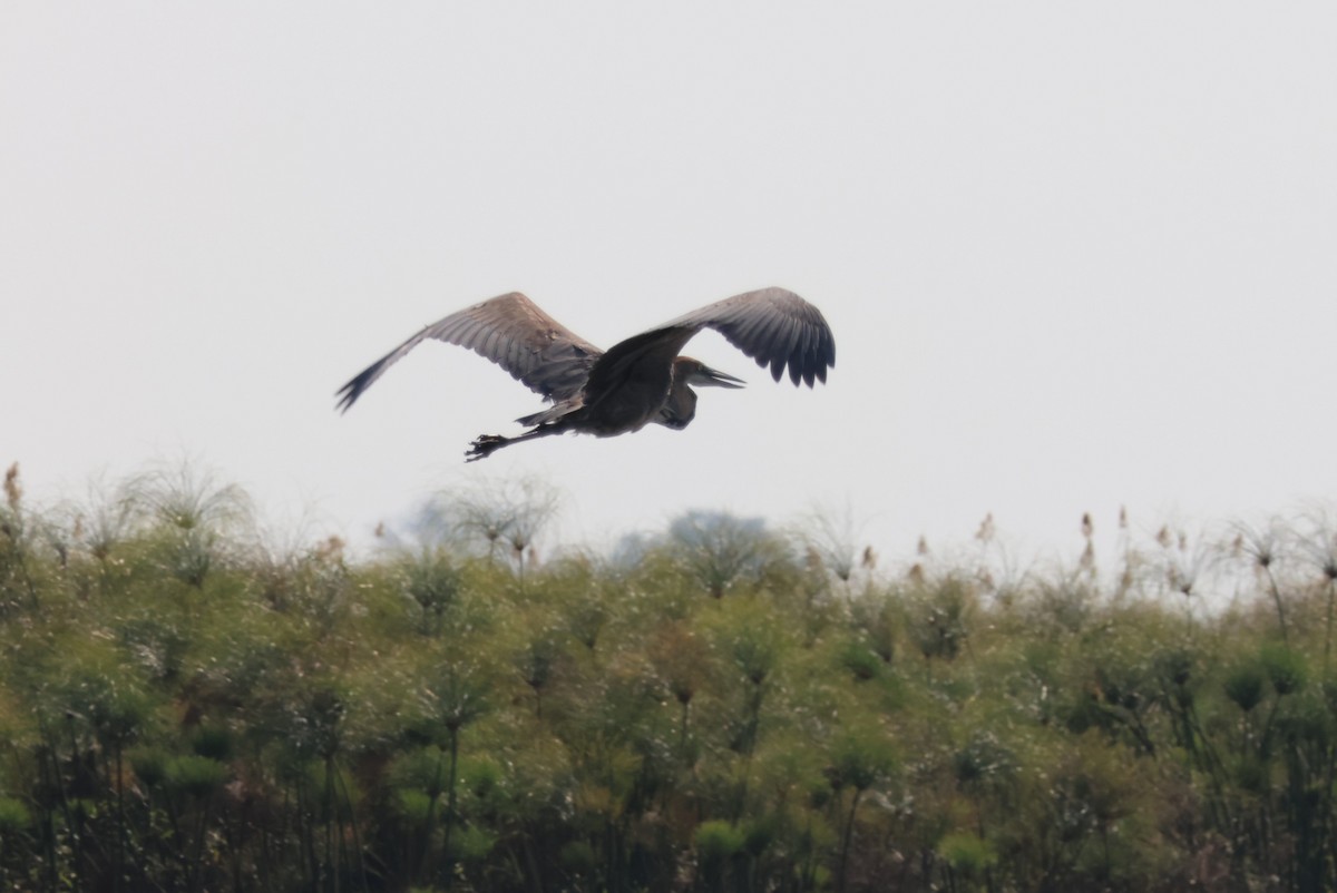 goliathegre - ML644387431