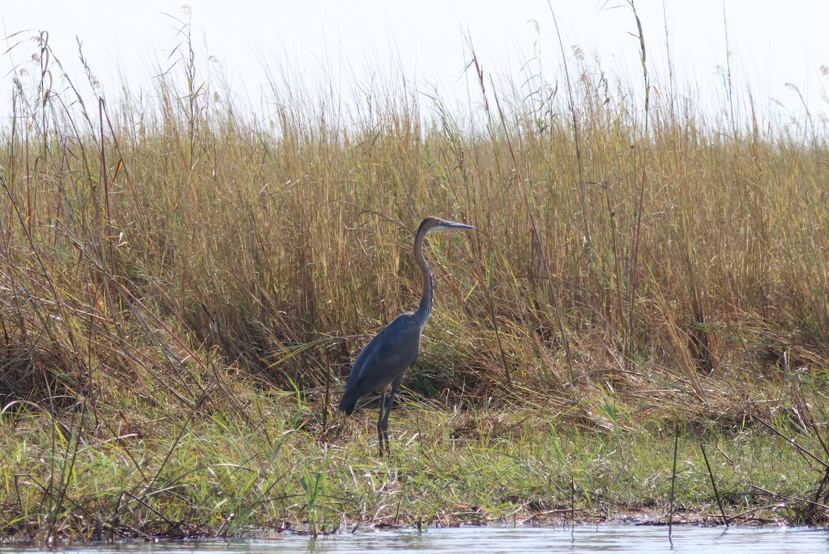 goliathegre - ML644387432