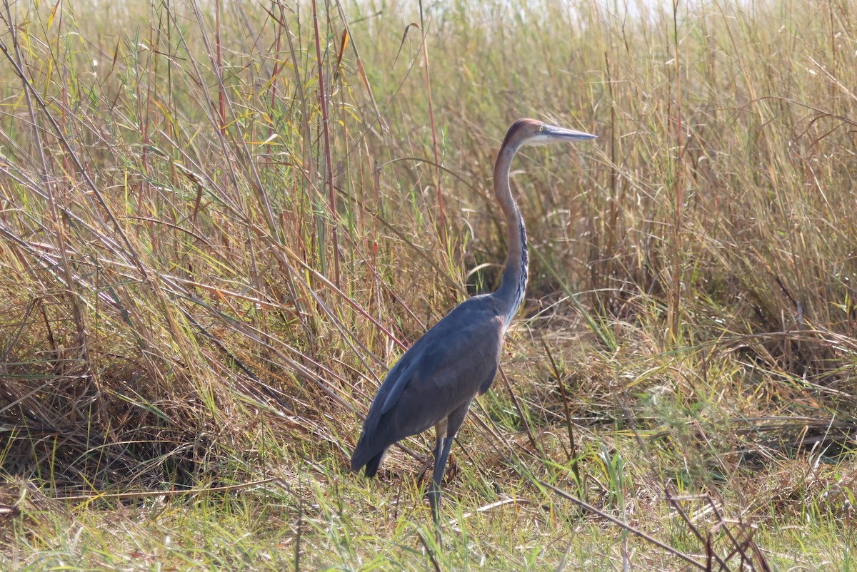 goliathegre - ML644387433