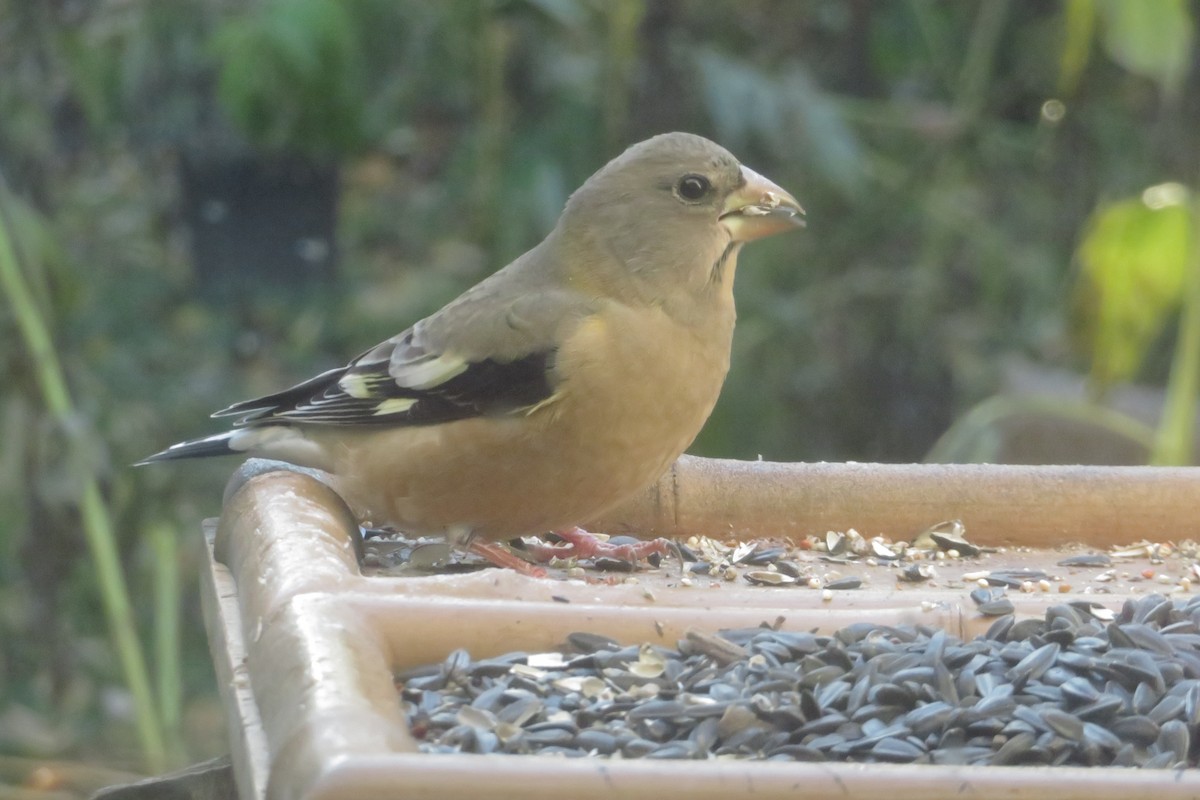 Evening Grosbeak - ML644387434
