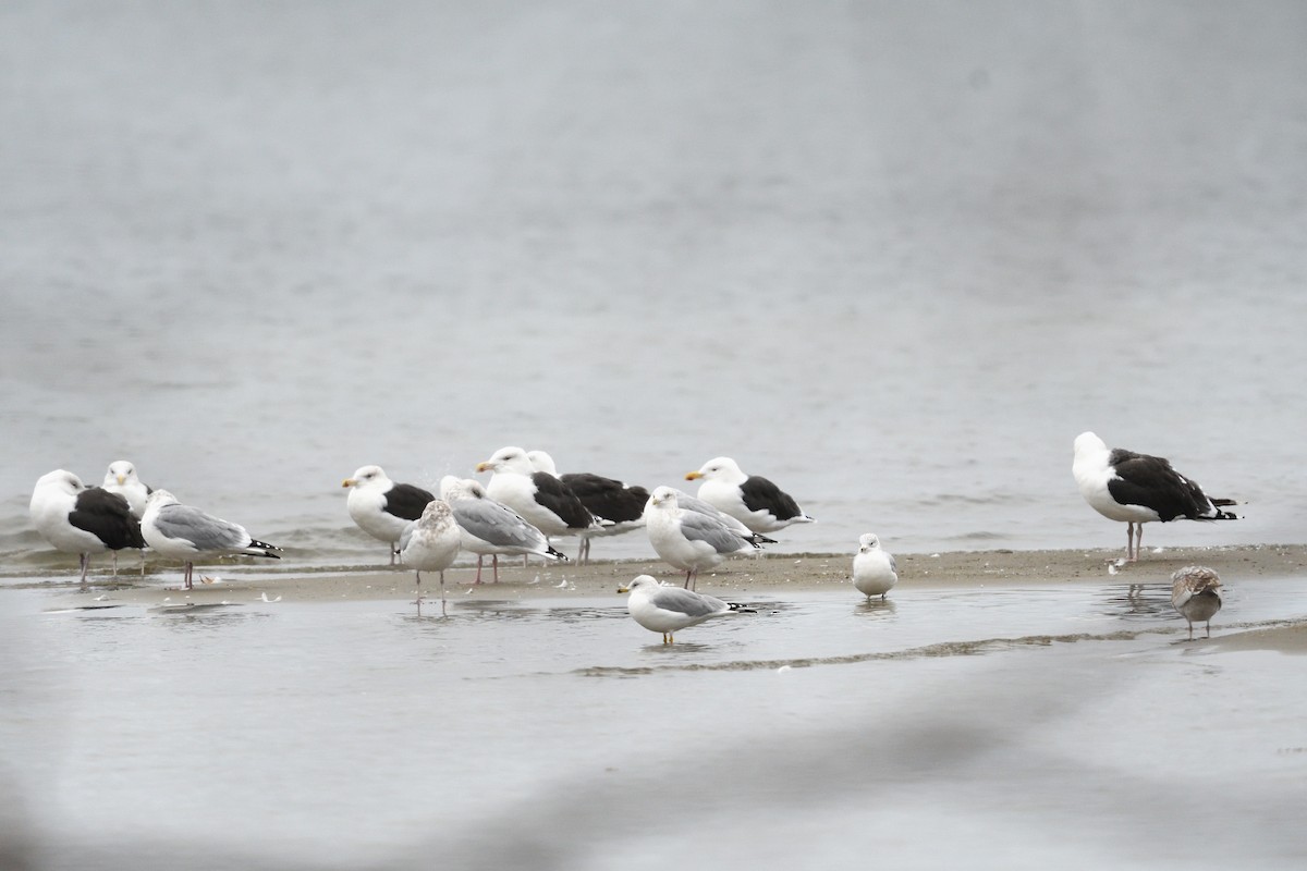 Great Black-backed Gull - ML644387436