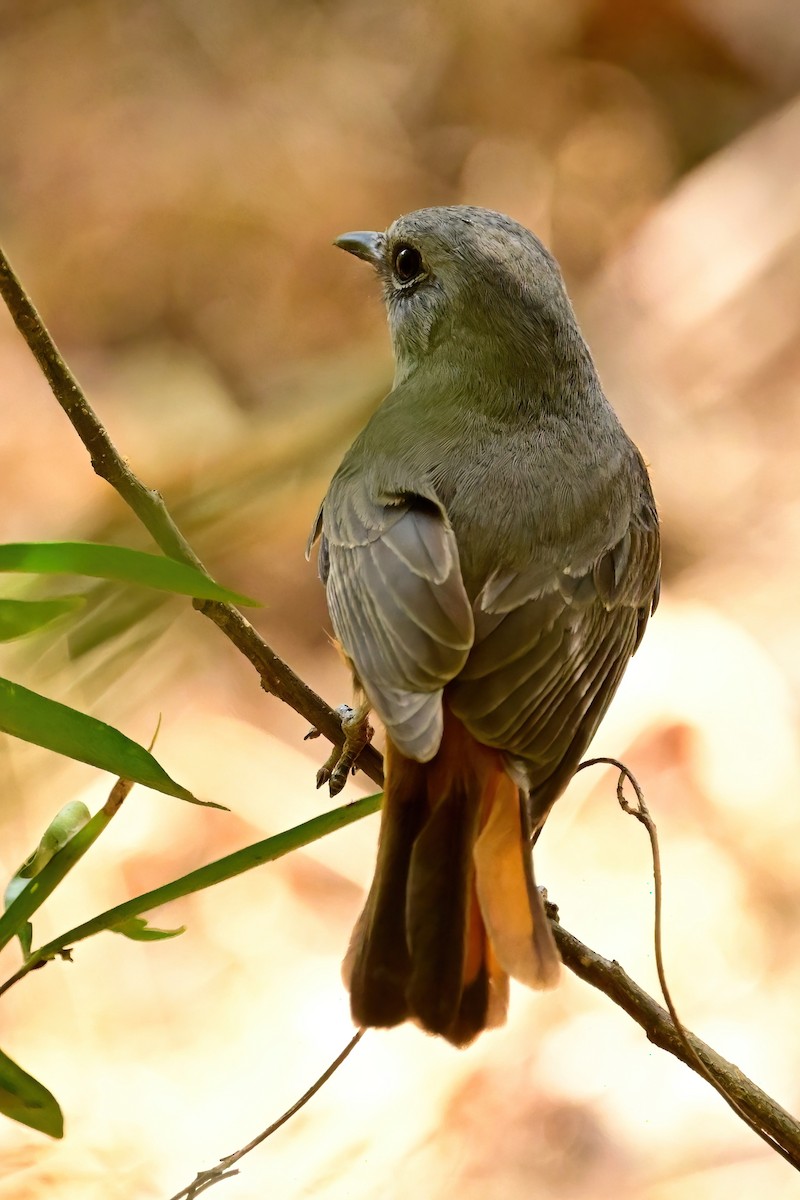 Forest Rock-Thrush - ML644387438