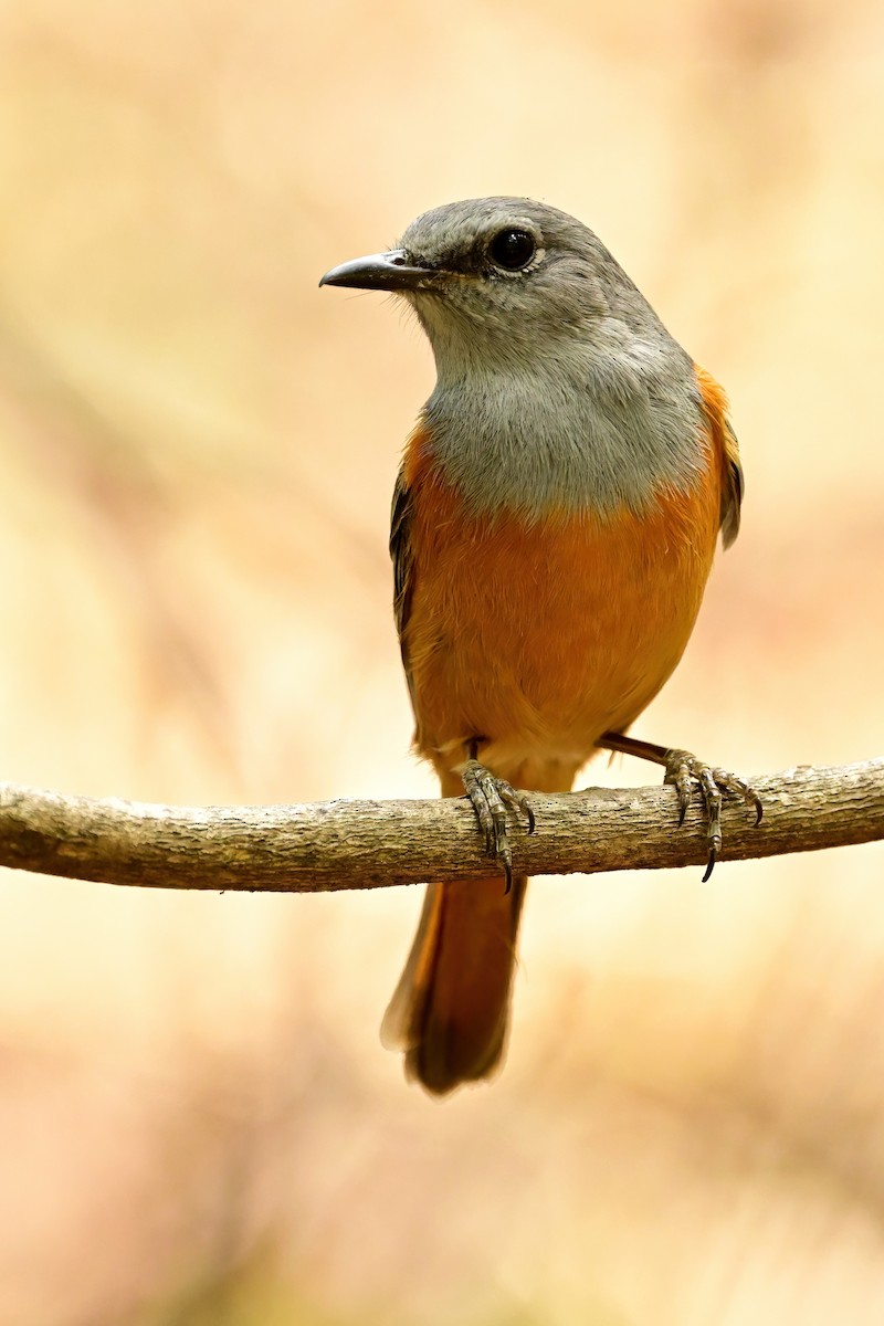 Forest Rock-Thrush - ML644387439