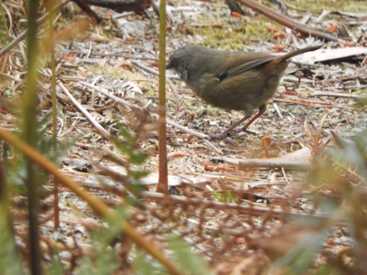 tasmankrattsmett - ML644387441