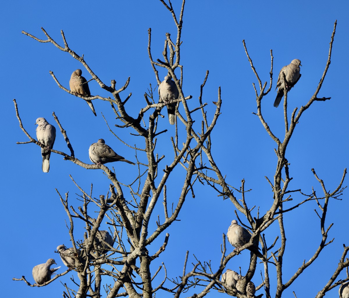 Буулгат хүүрзгэнэ - ML644387457