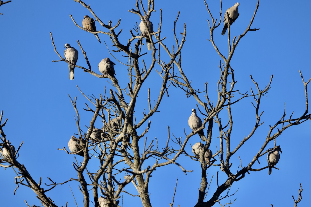 Буулгат хүүрзгэнэ - ML644387462