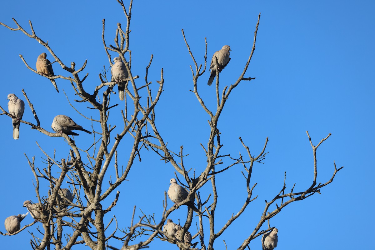 Буулгат хүүрзгэнэ - ML644387464