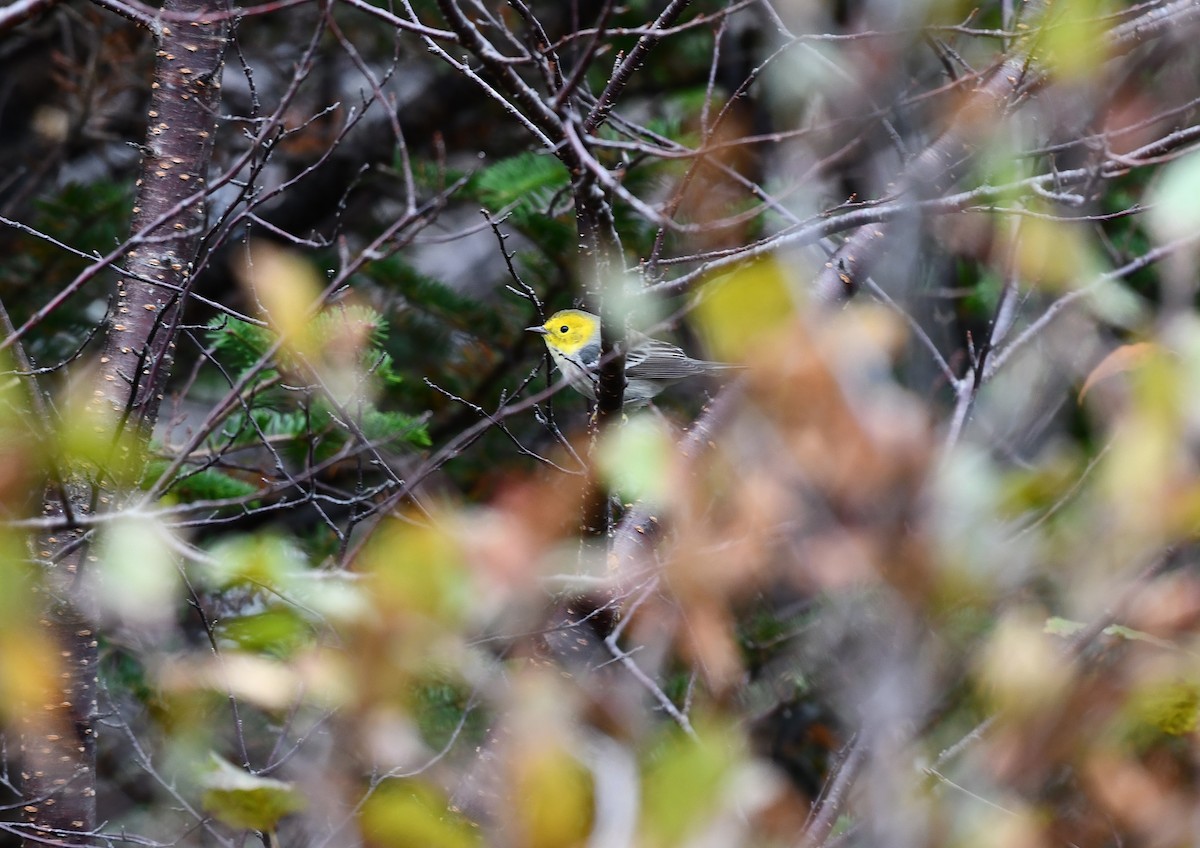 キガシラアメリカムシクイ - ML644387487