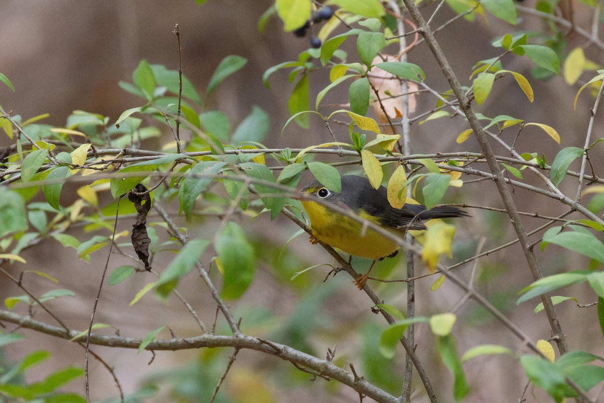 Болотянка строкатовола - ML644387491
