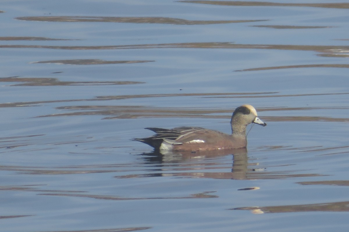 American Wigeon - ML644387517