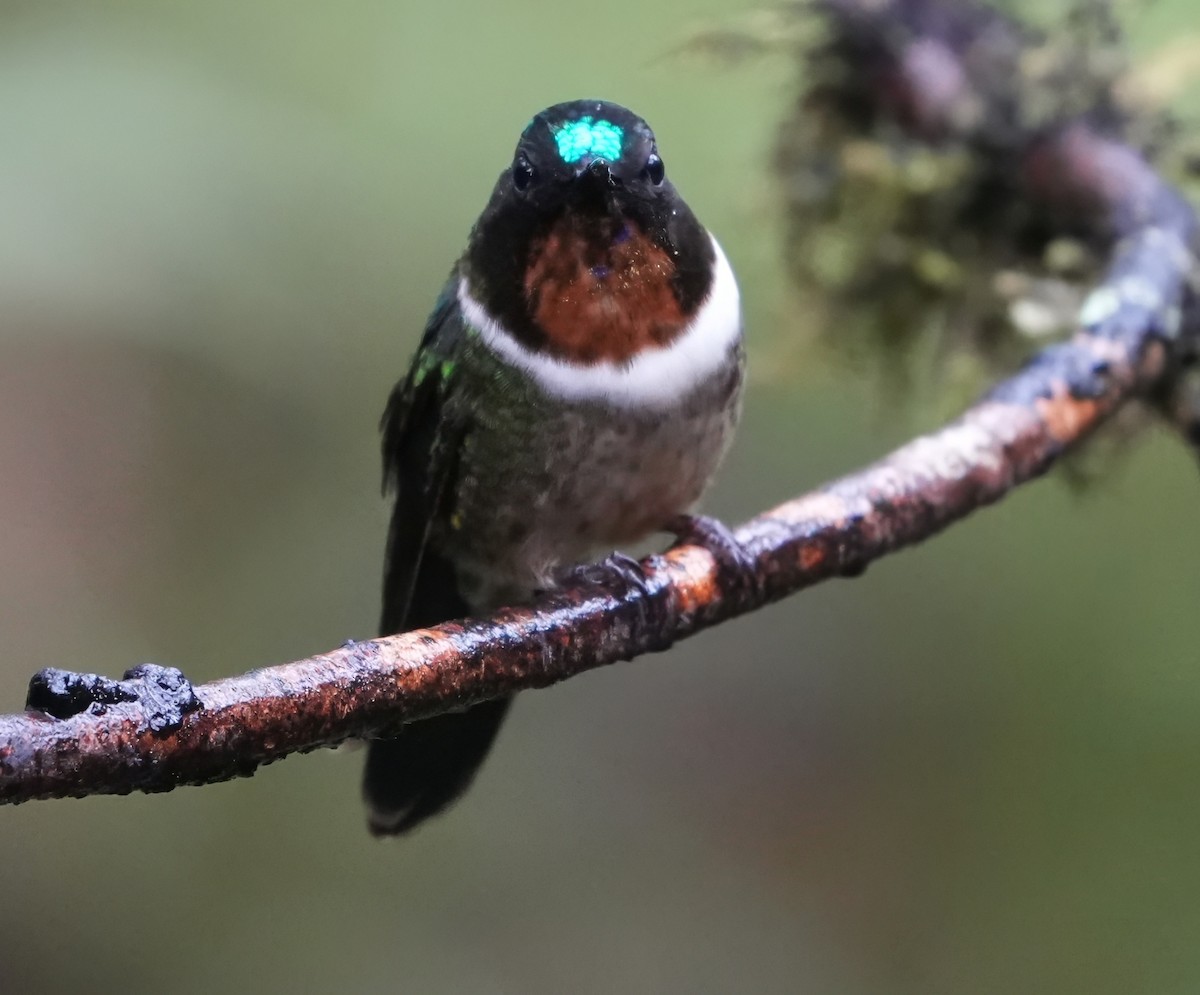 Amethyst-throated Sunangel - ML644387519