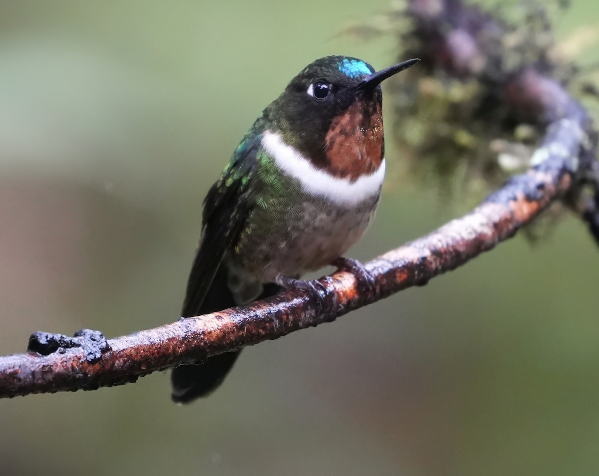 Amethyst-throated Sunangel - ML644387520