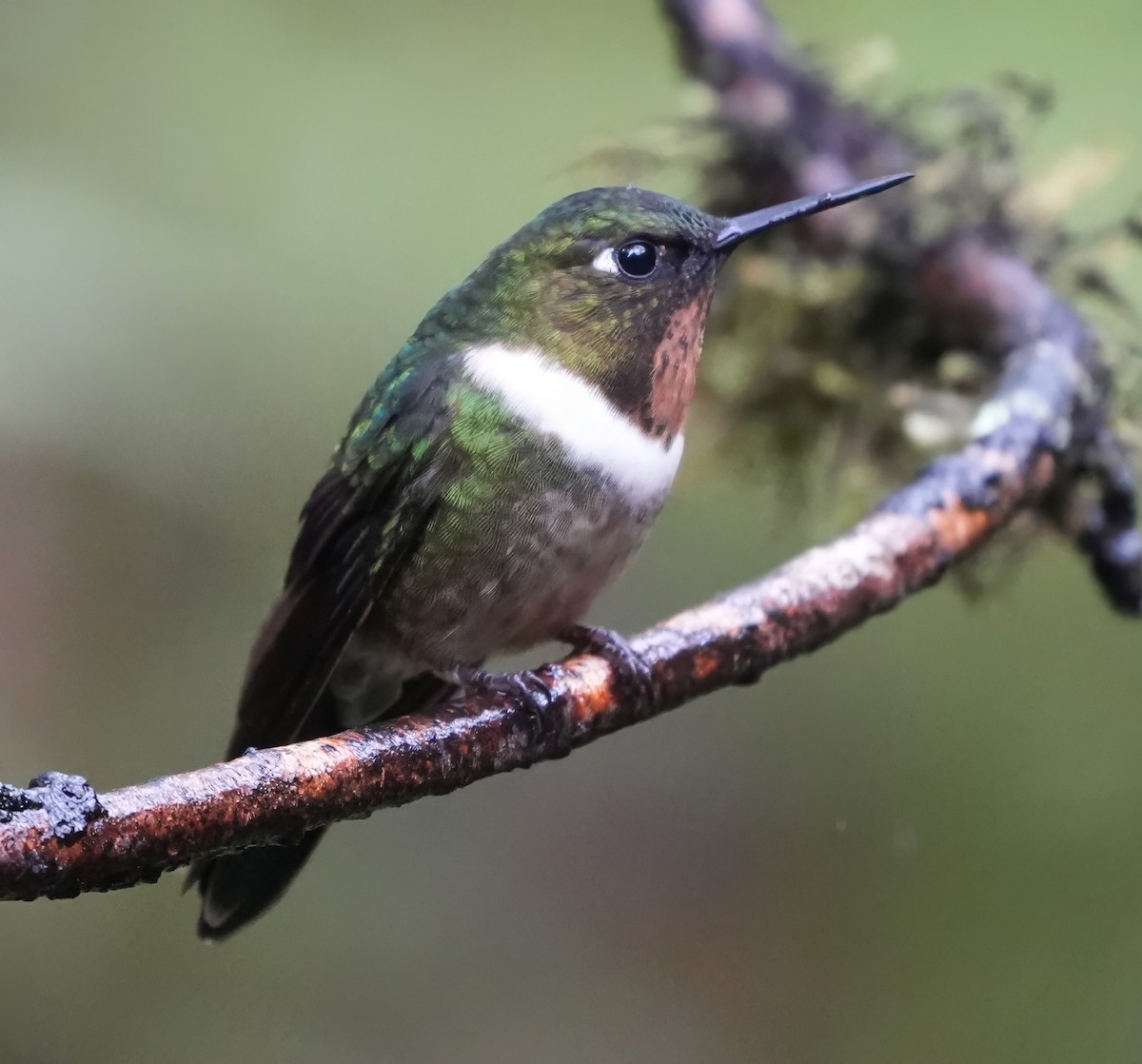 Amethyst-throated Sunangel - ML644387521