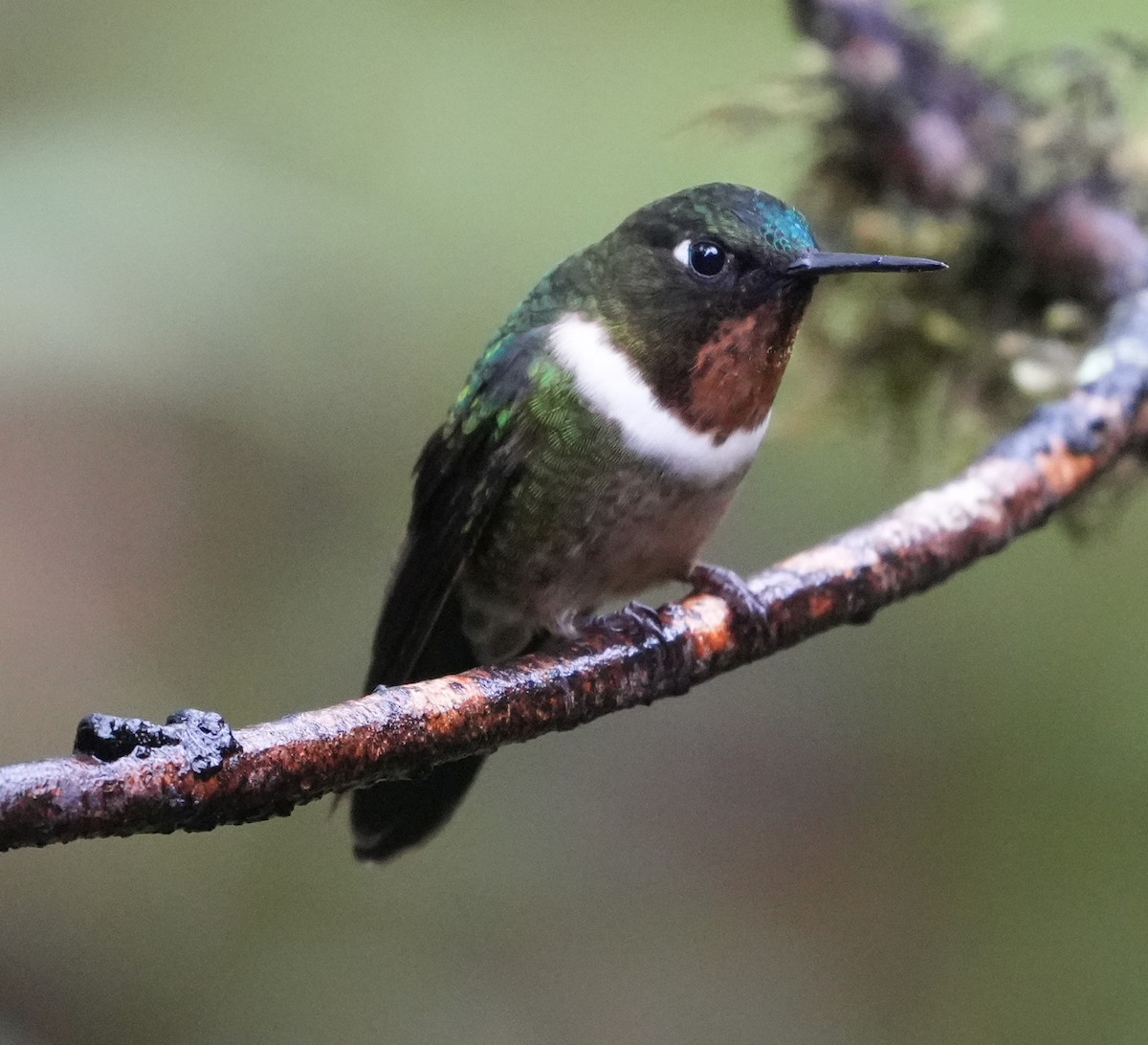 Amethyst-throated Sunangel - ML644387522