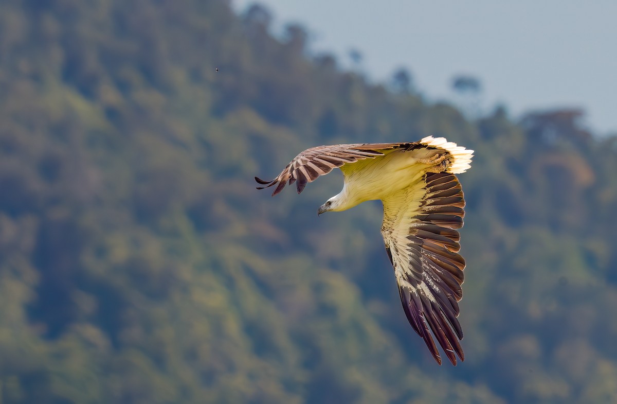 White-bellied Sea-Eagle - ML644387523