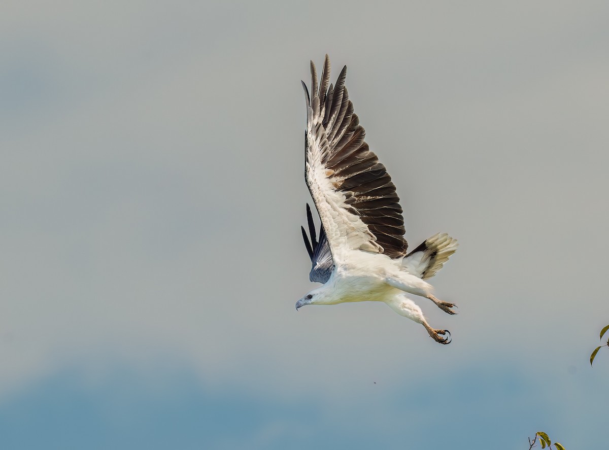 White-bellied Sea-Eagle - ML644387524