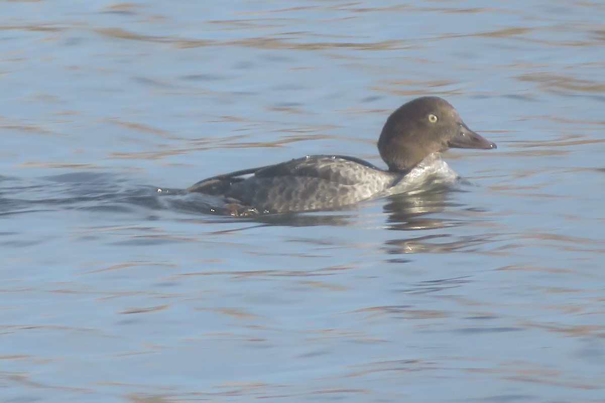 Гоголь - ML644387529