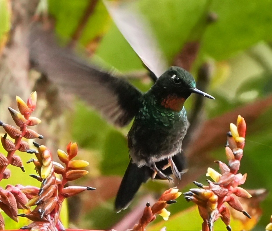 ヒノドテンシハチドリ - ML644387535