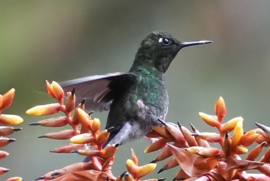 ヒノドテンシハチドリ - ML644387536