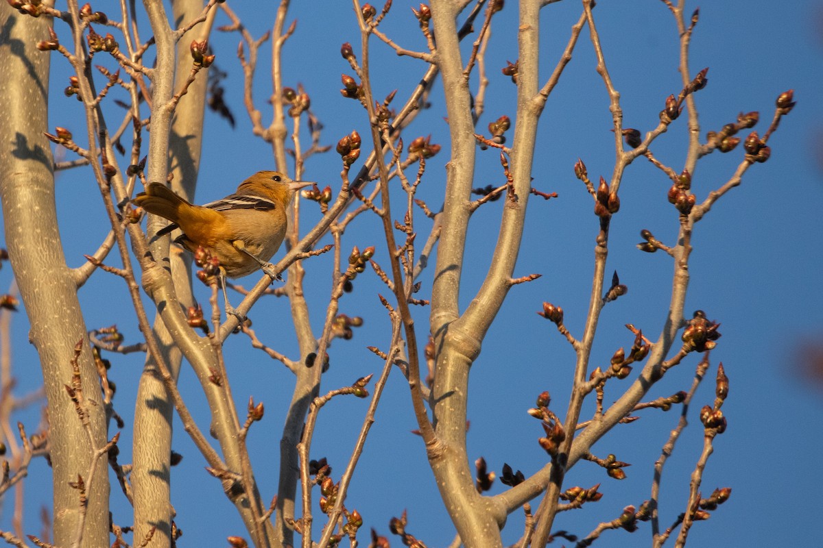 Baltimore Oriole - ML644387539