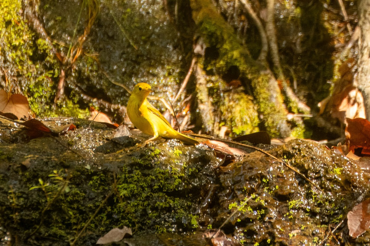 Northern/Mangrove Yellow Warbler - ML644387540