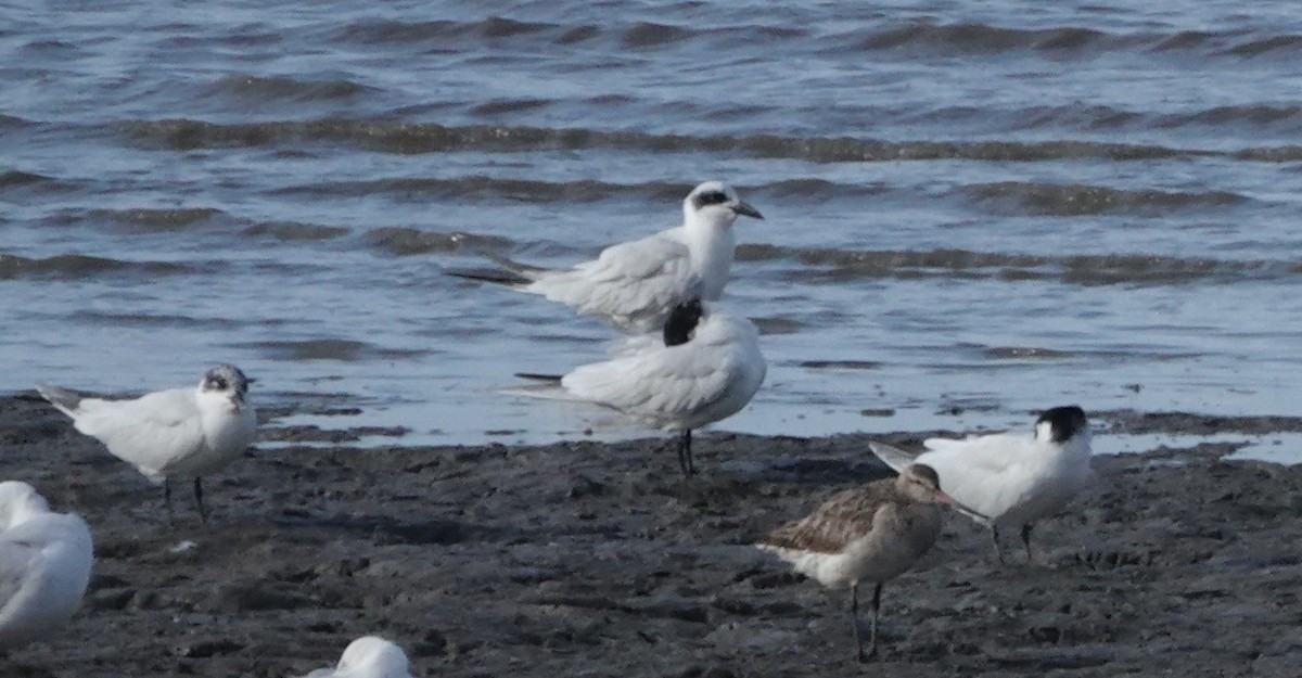 Australian Tern - ML644387548