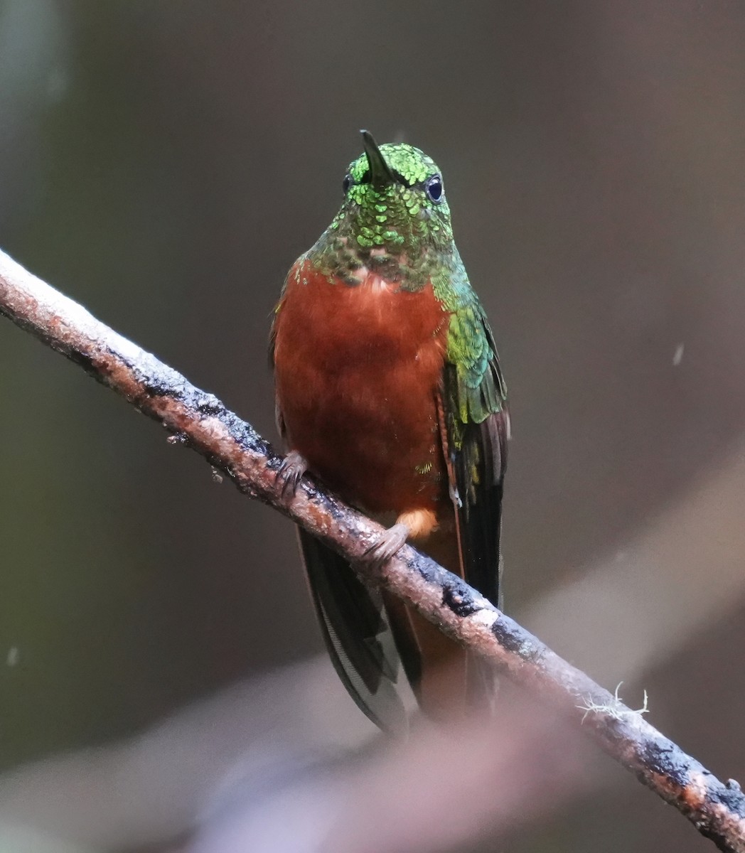 Chestnut-breasted Coronet - ML644387550