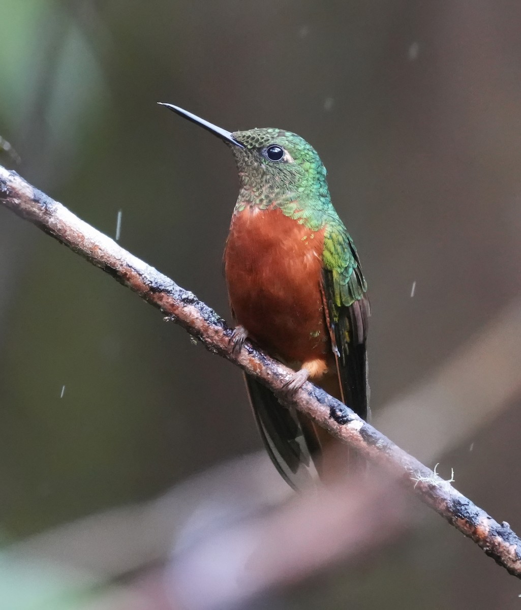Chestnut-breasted Coronet - ML644387551