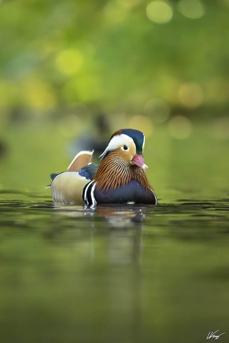 Mandarin Duck - ML644387553