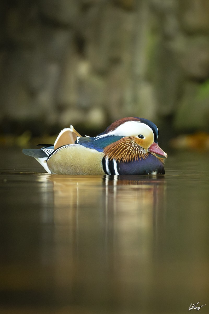 Mandarin Duck - ML644387554