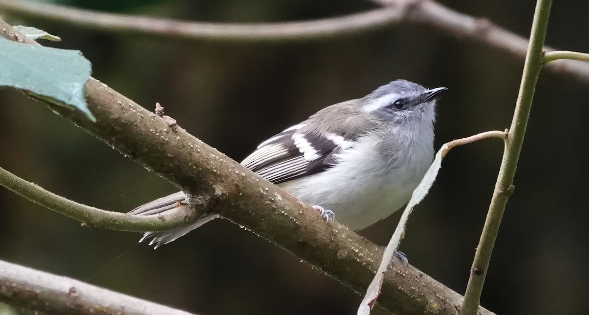 White-banded Tyrannulet - ML644387568