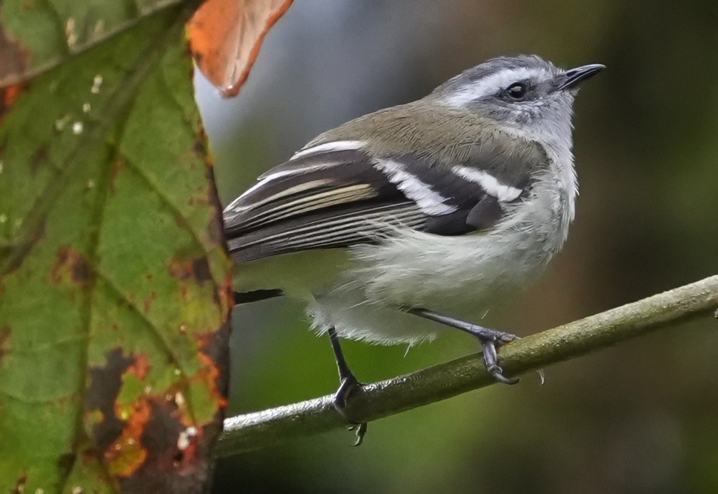 White-banded Tyrannulet - ML644387569