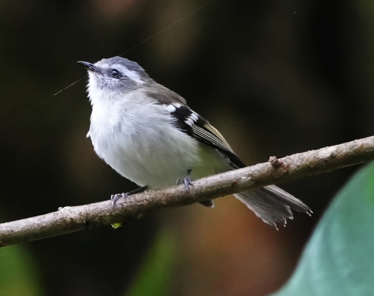 White-banded Tyrannulet - ML644387570