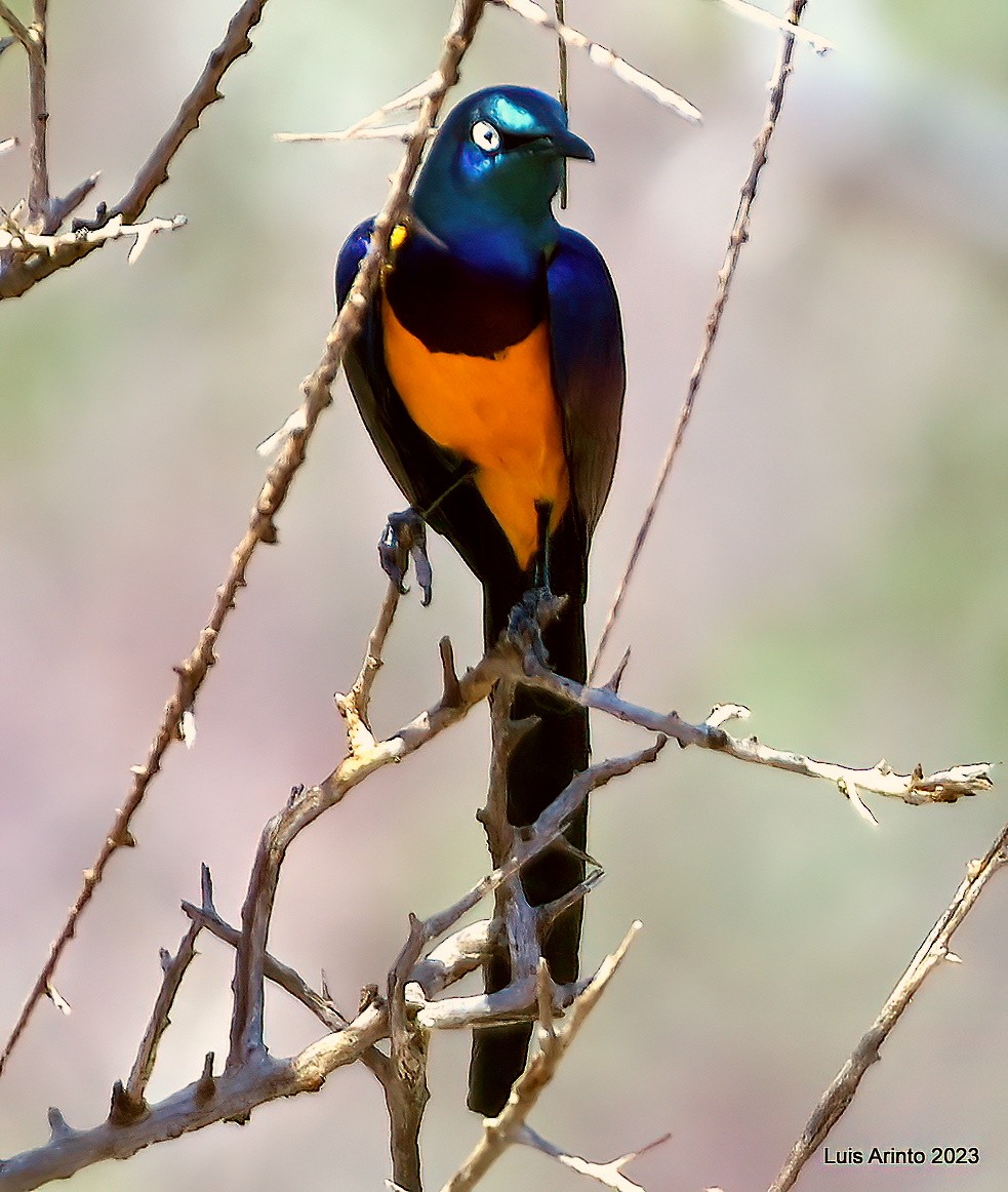 Golden-breasted Starling - ML644387579
