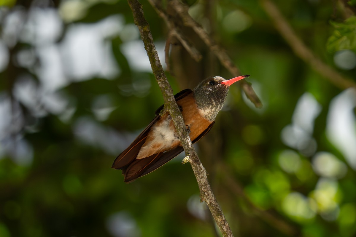 Amazilia Hummingbird - ML644387587
