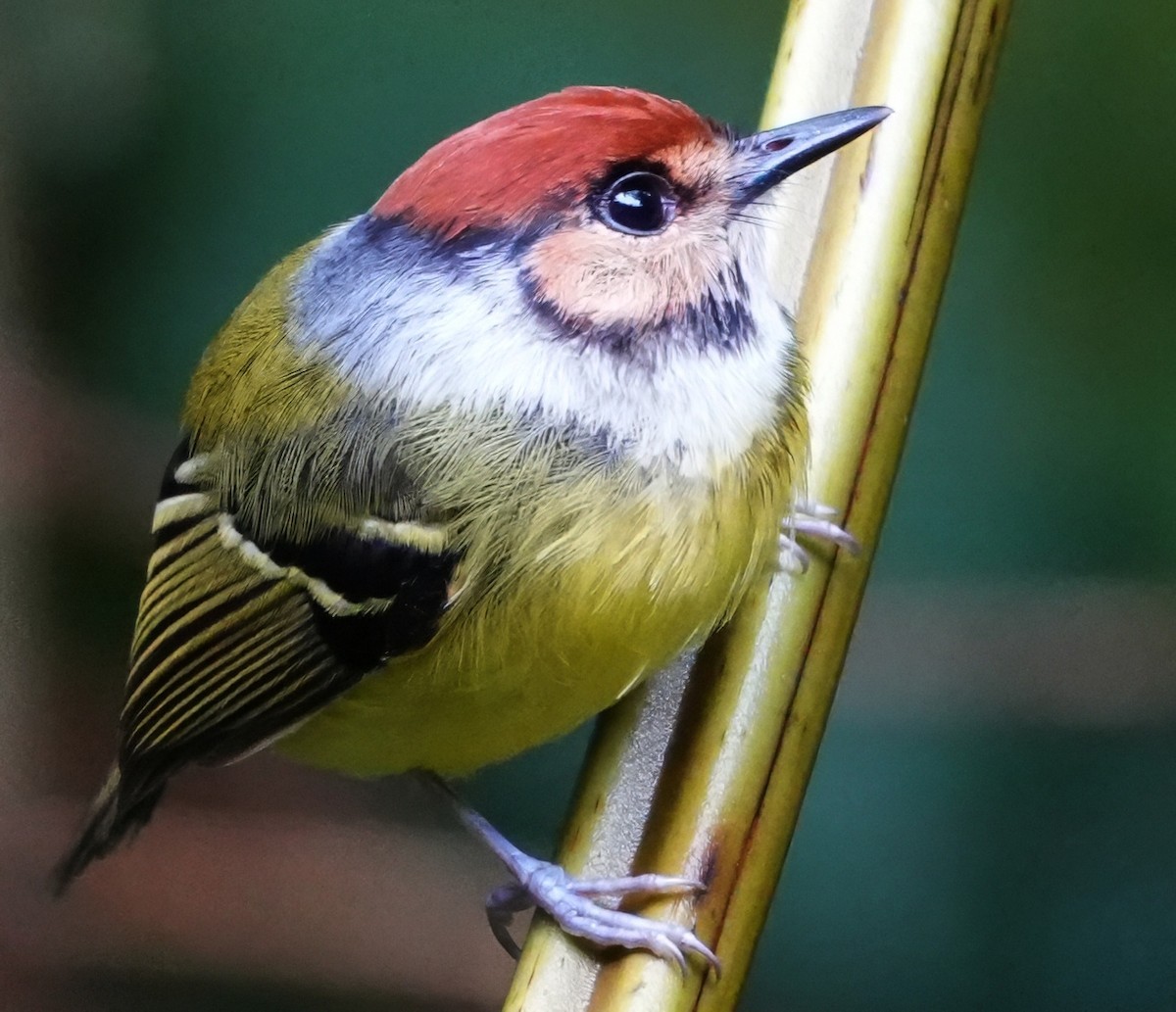 Rufous-crowned Tody-Flycatcher - ML644387589