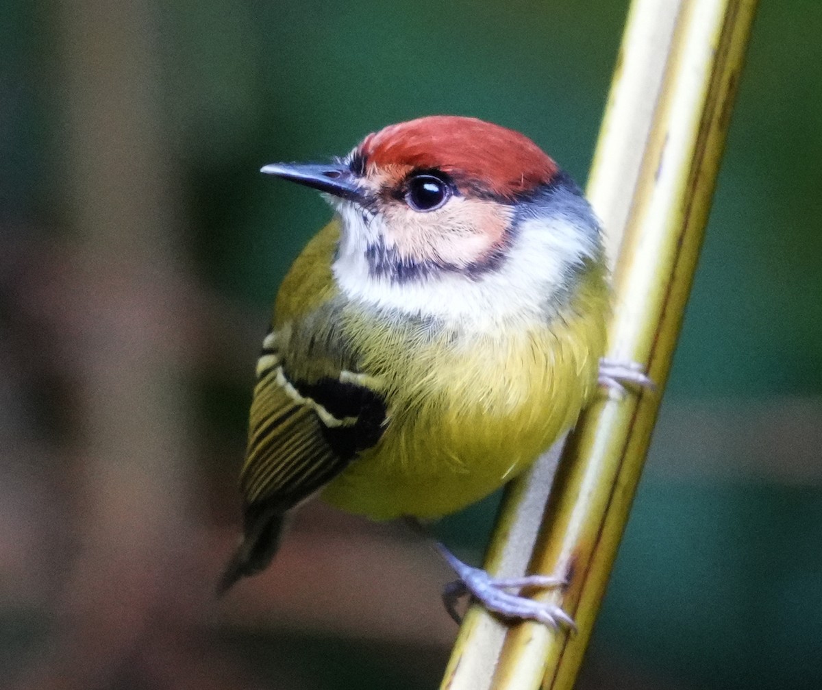 Rufous-crowned Tody-Flycatcher - ML644387590