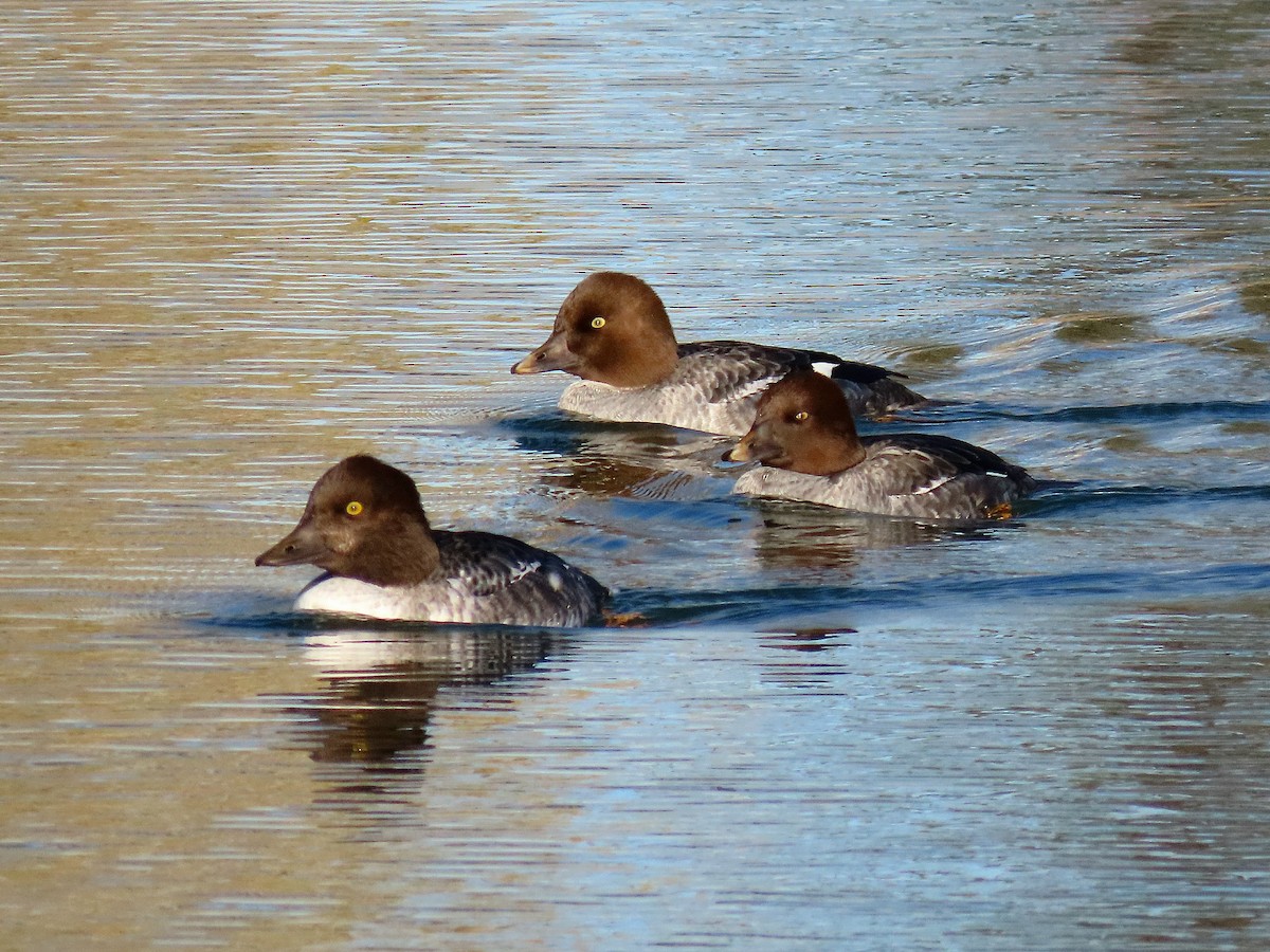 Гоголь - ML644387604