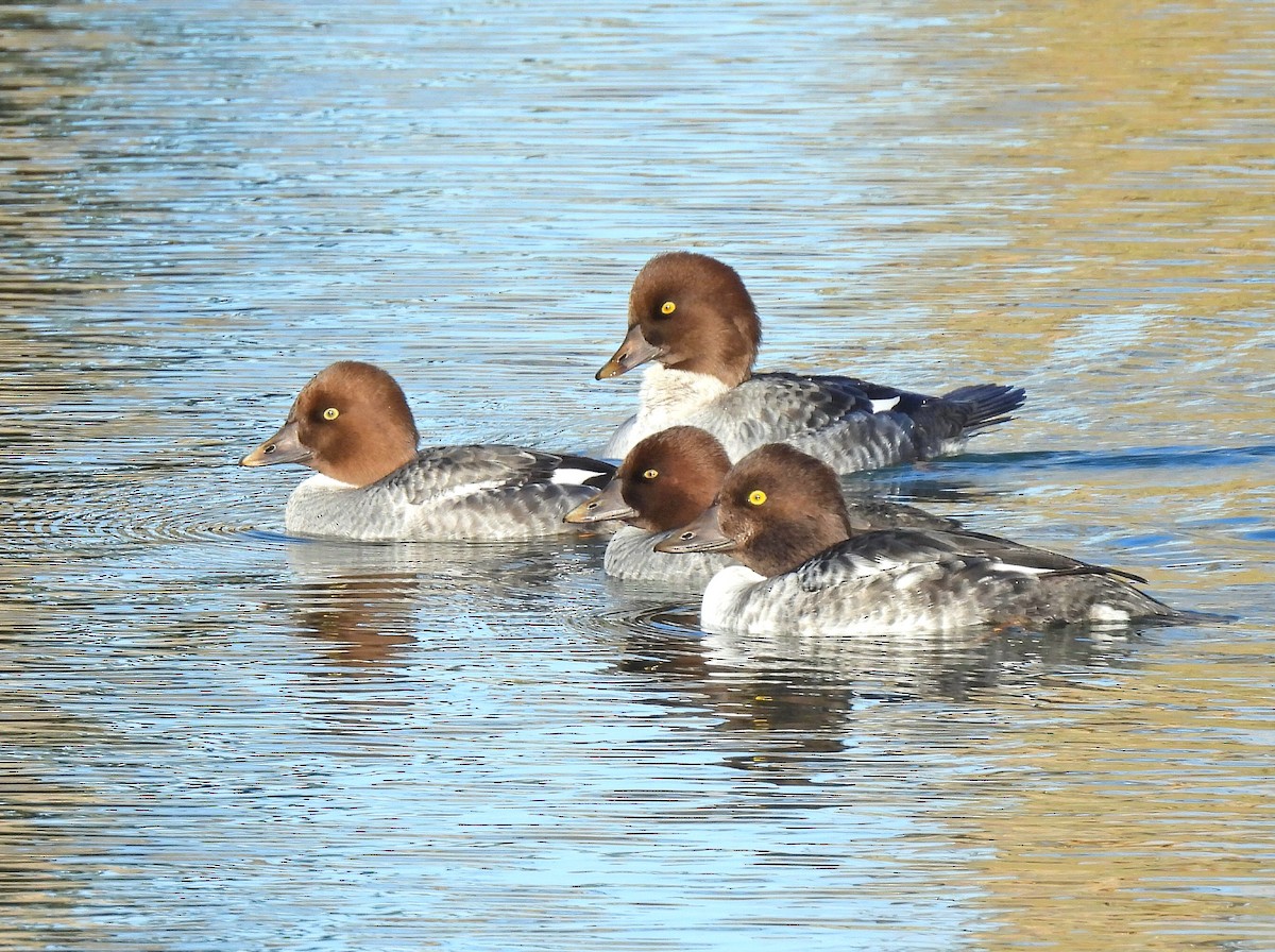 Гоголь - ML644387609